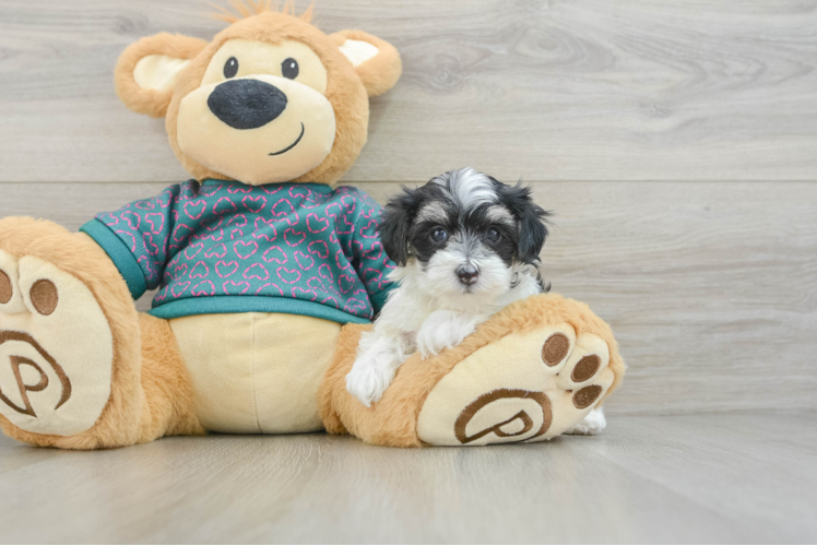 Fluffy Maltipoo Poodle Mix Pup