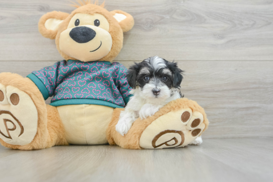 Fluffy Maltipoo Poodle Mix Pup