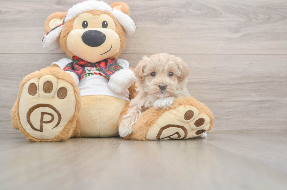 6 week old Maltipoo Puppy For Sale - Premier Pups