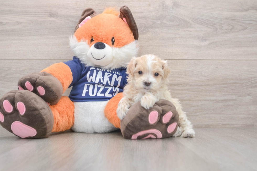 Adorable Malt Oodle Poodle Mix Puppy