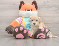 9 week old Maltipoo Puppy For Sale - Premier Pups