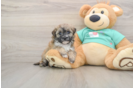 Maltipoo Puppy for Adoption