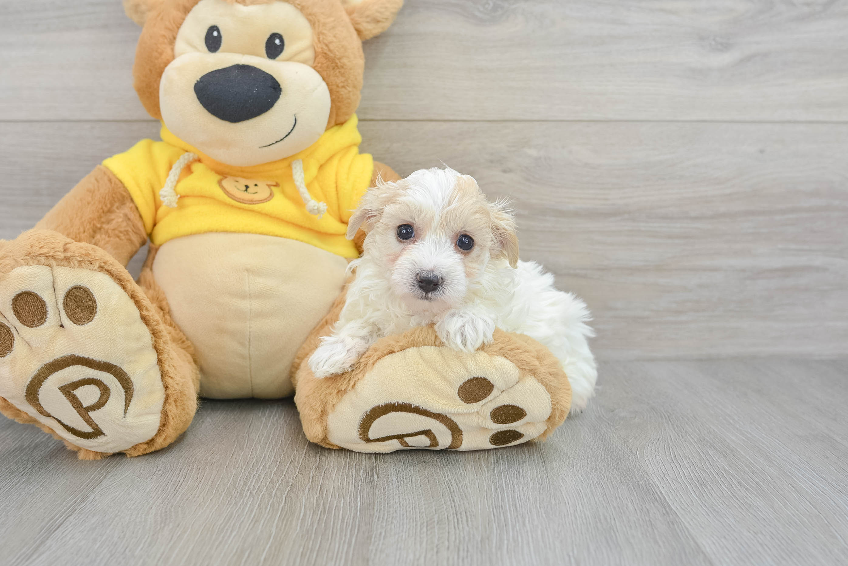 Maltipoo Puppy for Adoption