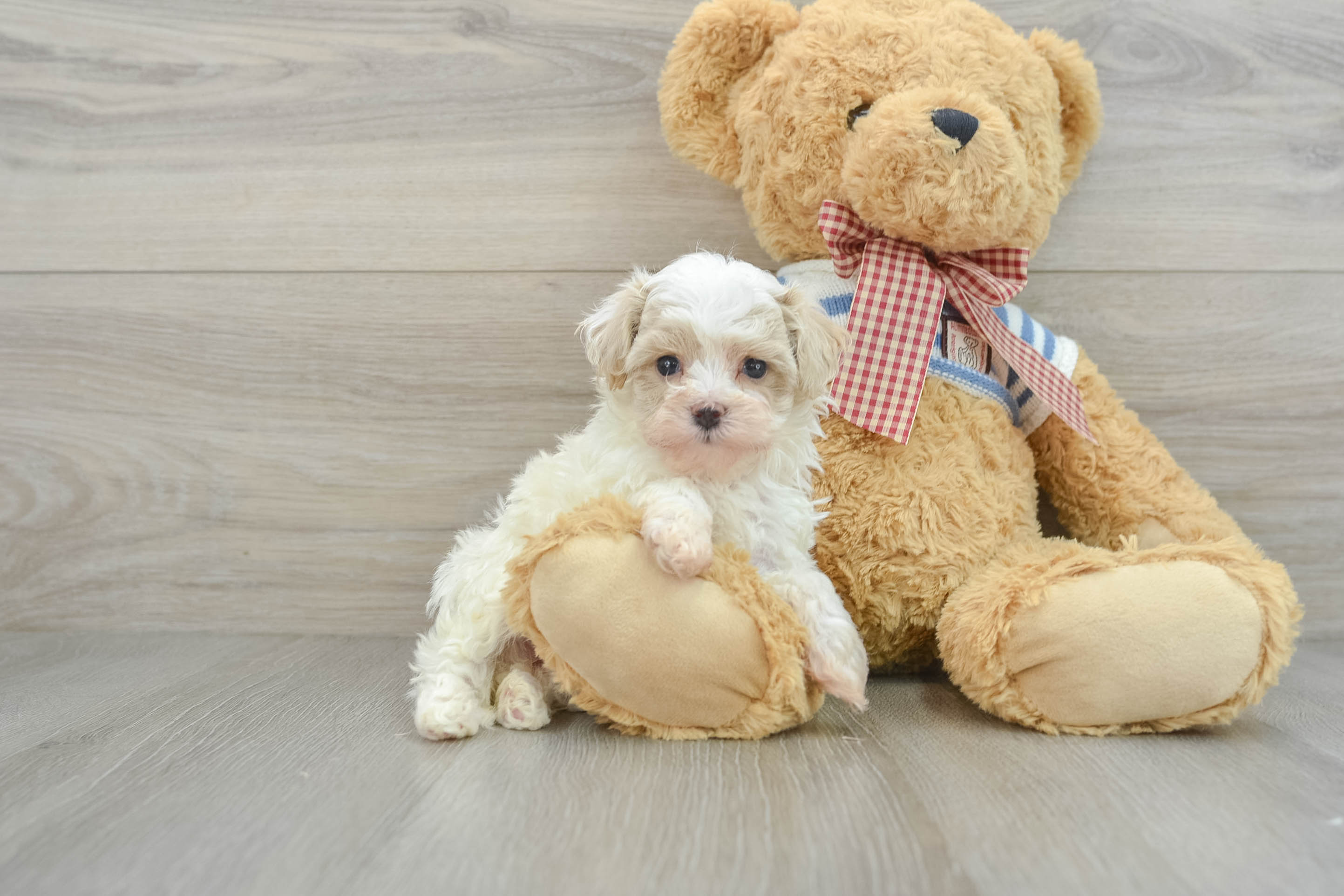 Hypoallergenic Malt a Poo Poodle Mix Puppy