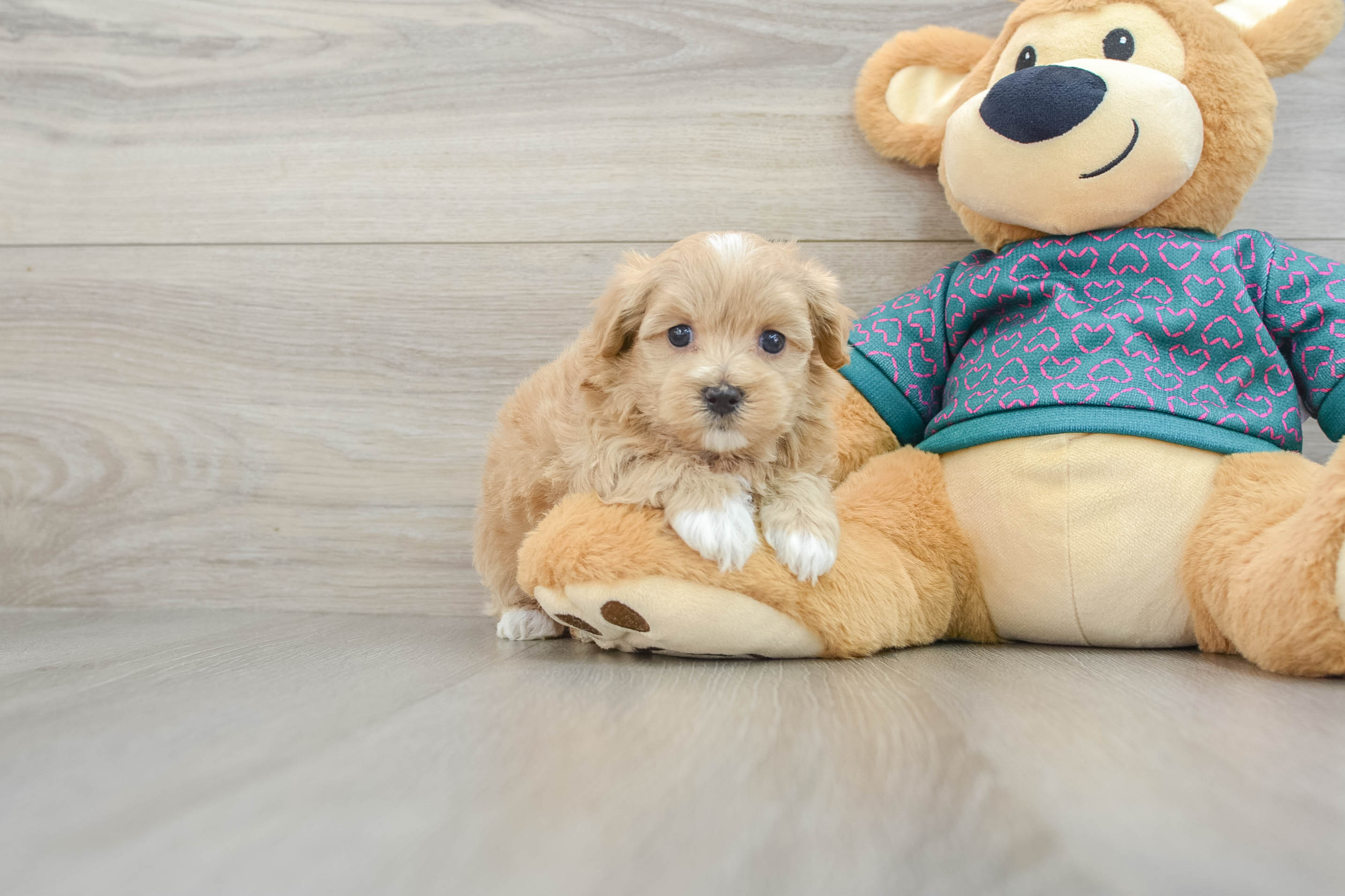 Best Maltipoo Baby
