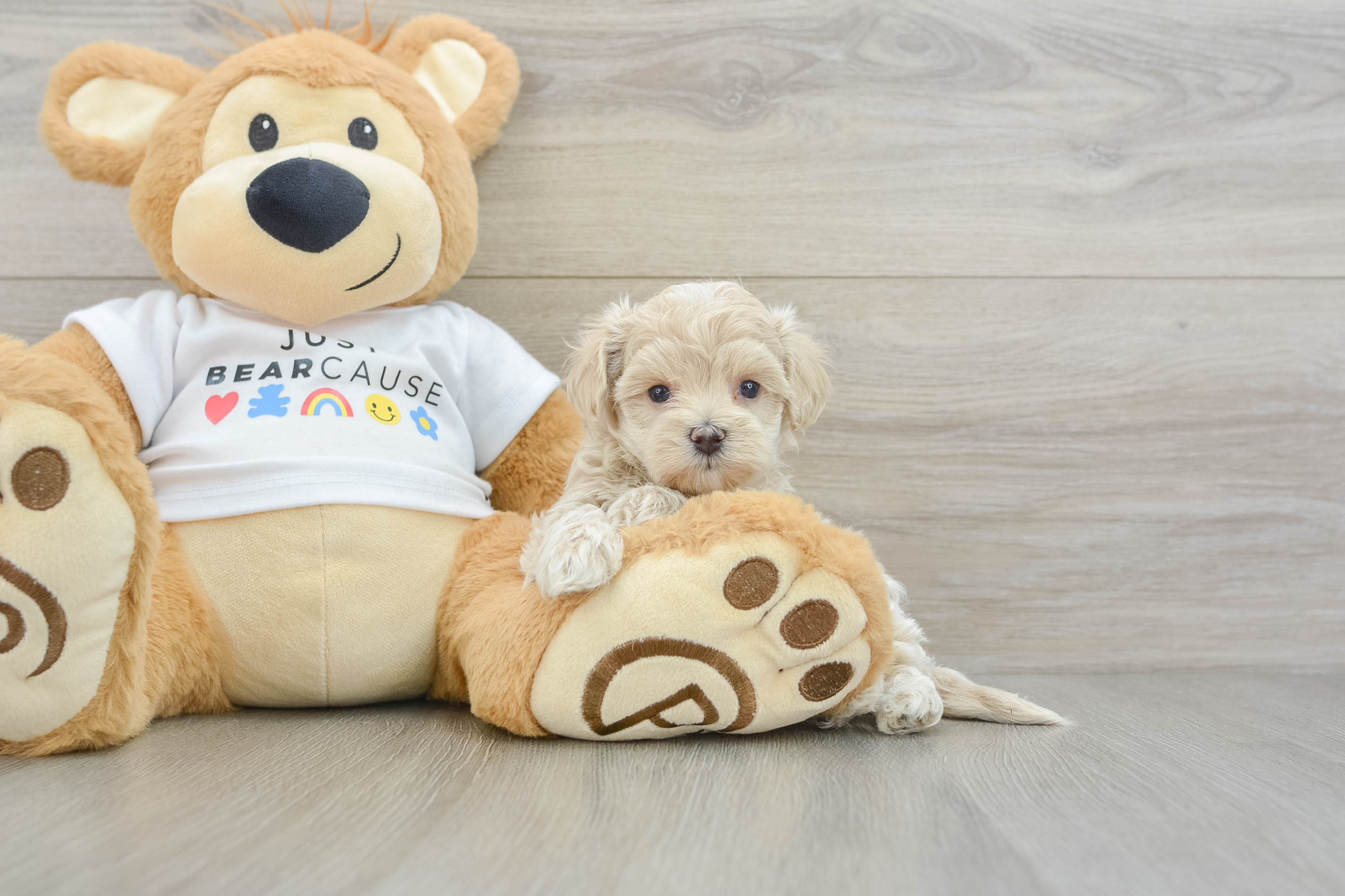 Best Maltipoo Baby