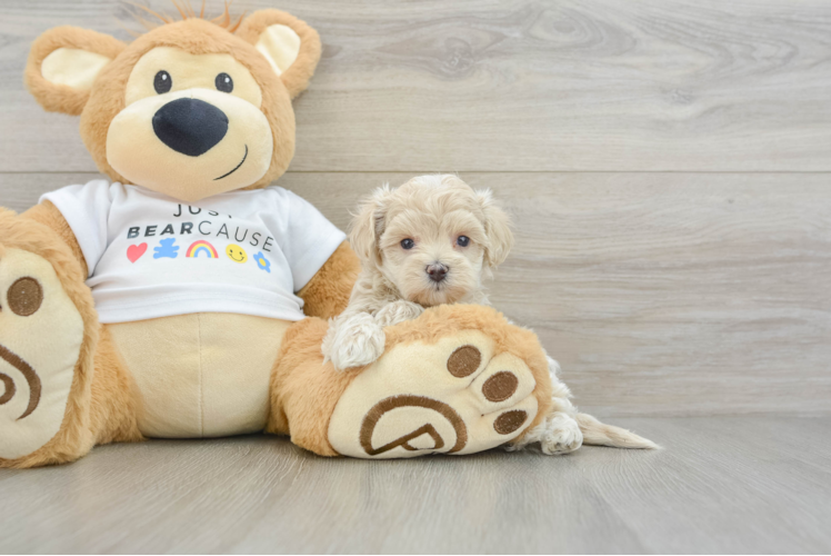 Best Maltipoo Baby
