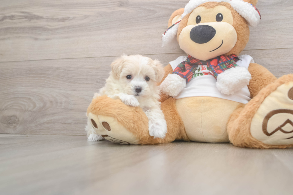 Fluffy Maltipoo Poodle Mix Pup