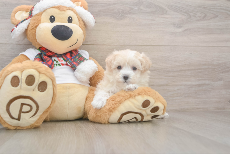 Maltipoo Pup Being Cute