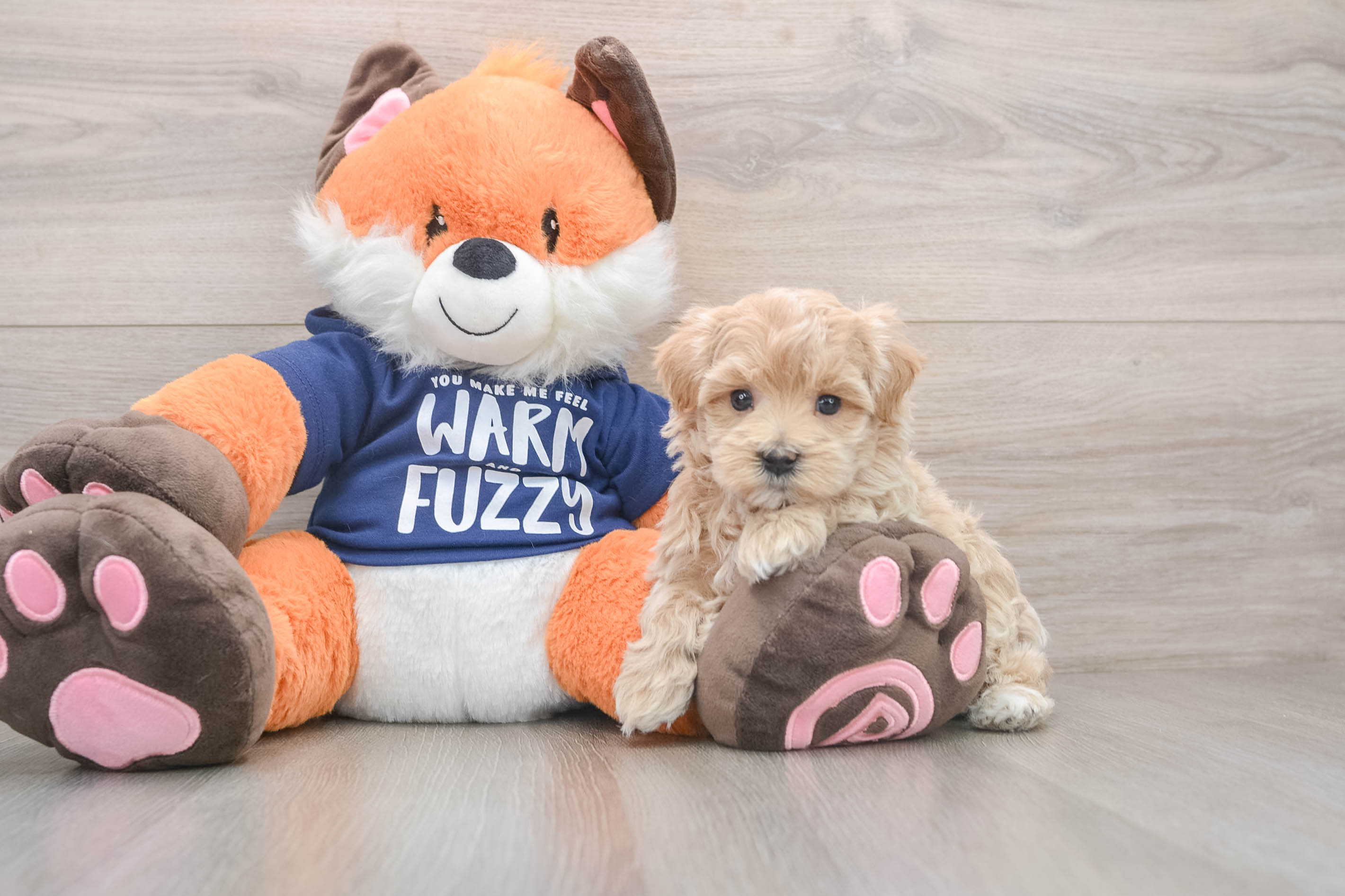 Best Maltipoo Baby