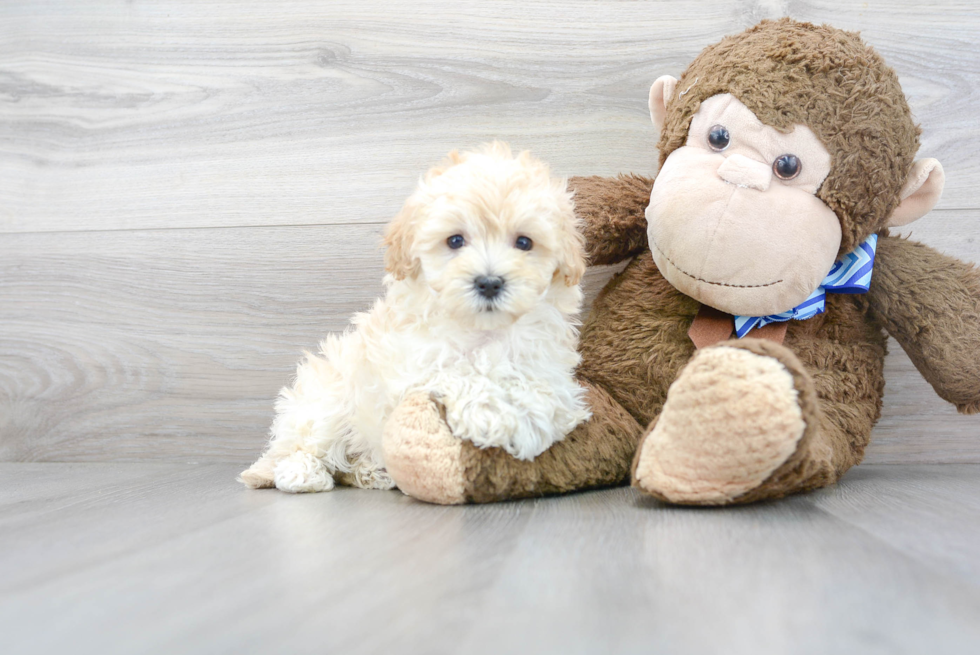 Small Maltipoo Baby