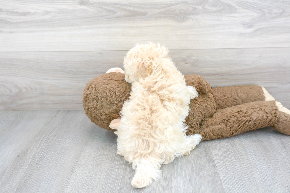 Maltipoo Pup Being Cute