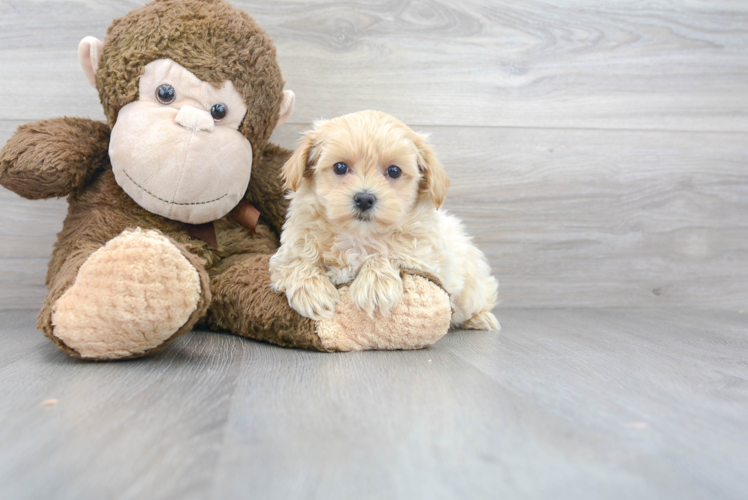 Maltipoo Pup Being Cute