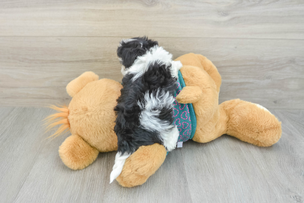 Playful Malt a Poo Poodle Mix Puppy