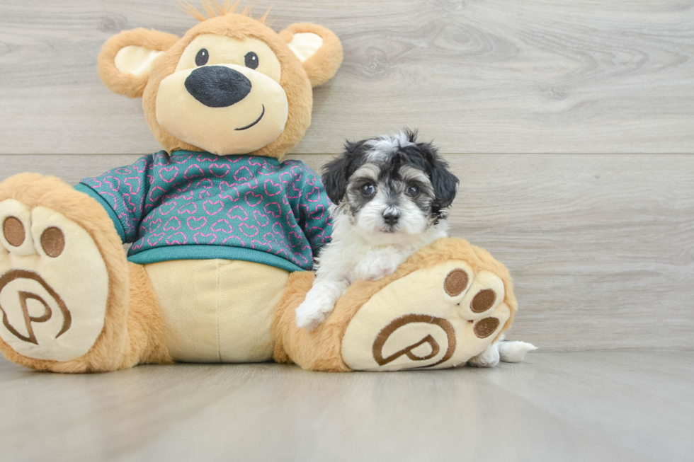 Maltipoo Puppy for Adoption