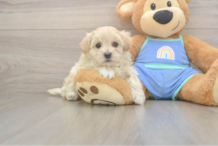 Smart Maltipoo Poodle Mix Pup