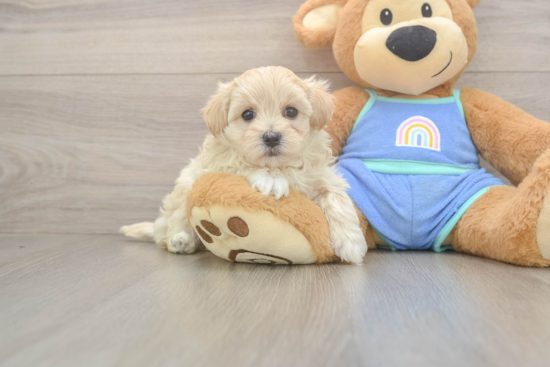 Smart Maltipoo Poodle Mix Pup