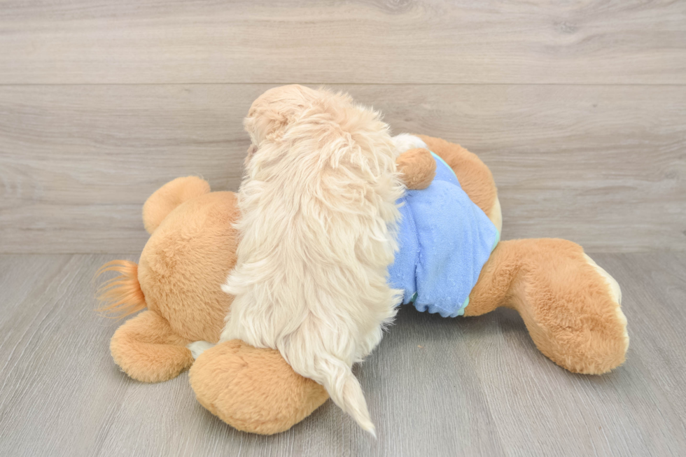 Playful Moodle Poodle Mix Puppy