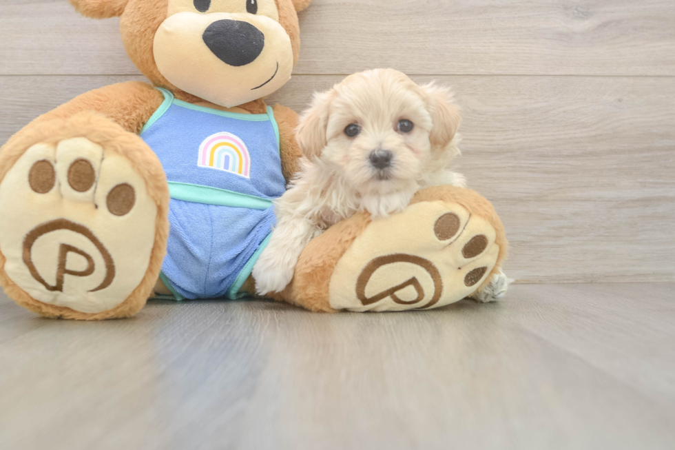 Maltipoo Puppy for Adoption