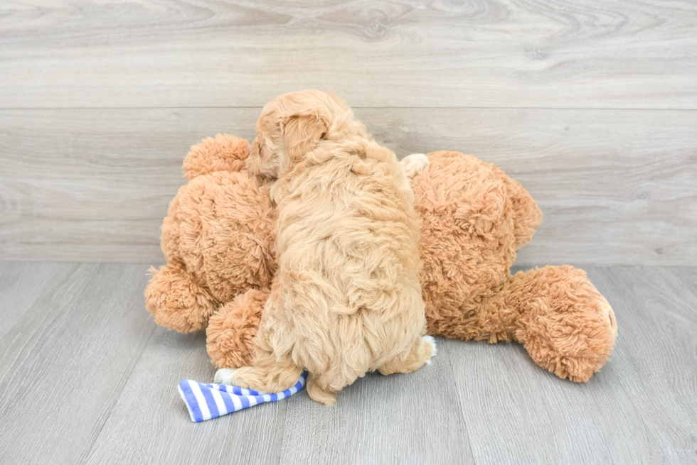 Maltipoo Puppy for Adoption