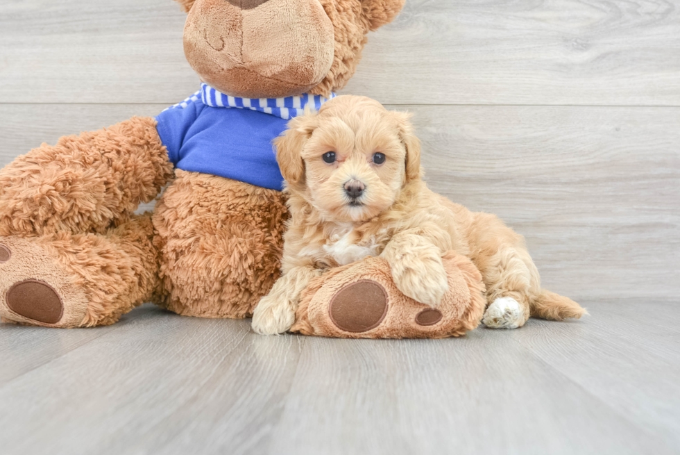 Maltipoo Pup Being Cute