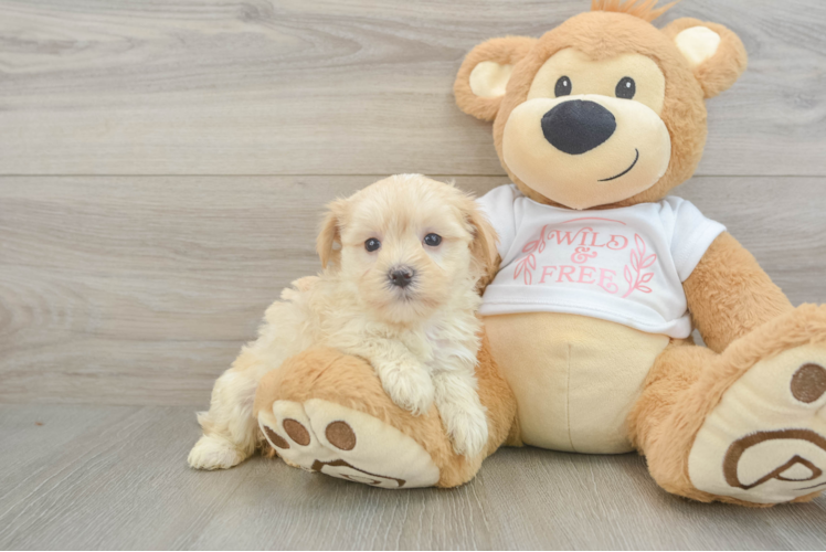 Maltipoo Pup Being Cute