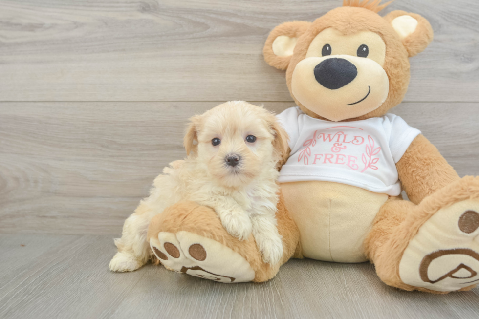 Maltipoo Pup Being Cute