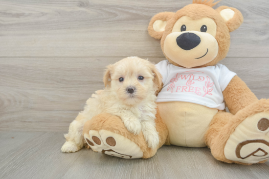 Maltipoo Pup Being Cute