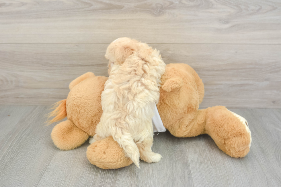 Fluffy Maltipoo Poodle Mix Pup