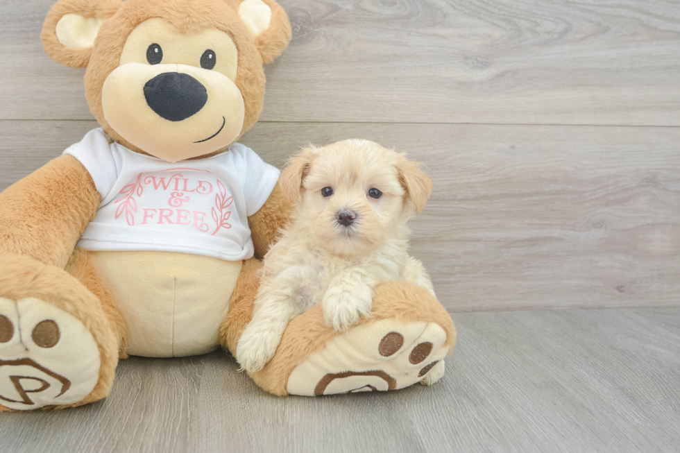 Small Maltipoo Baby