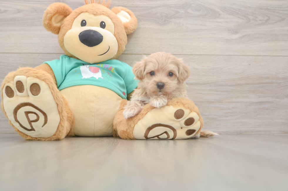 8 week old Maltipoo Puppy For Sale - Premier Pups
