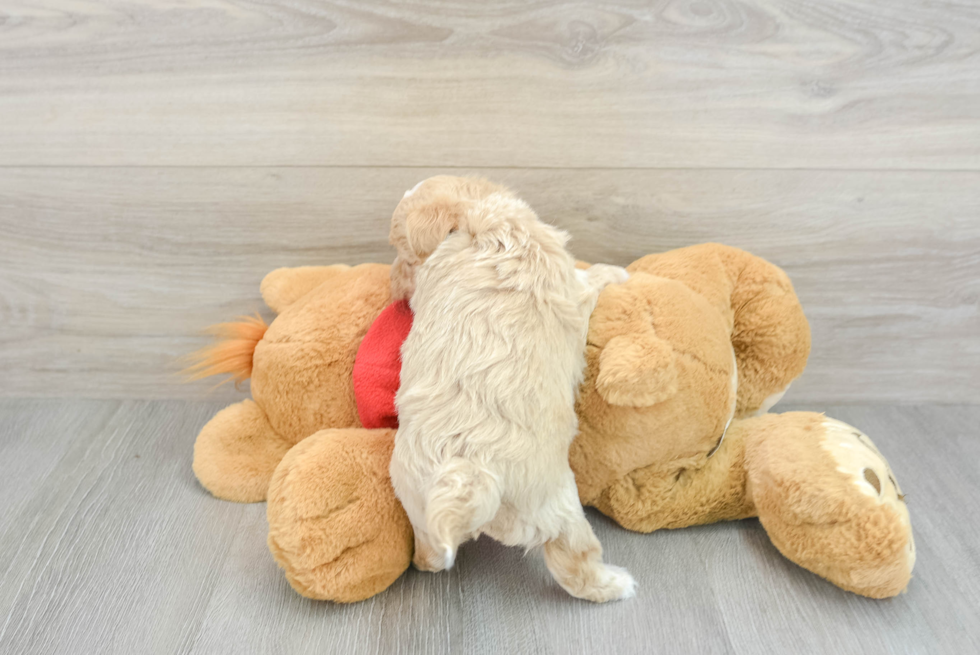 Maltipoo Pup Being Cute