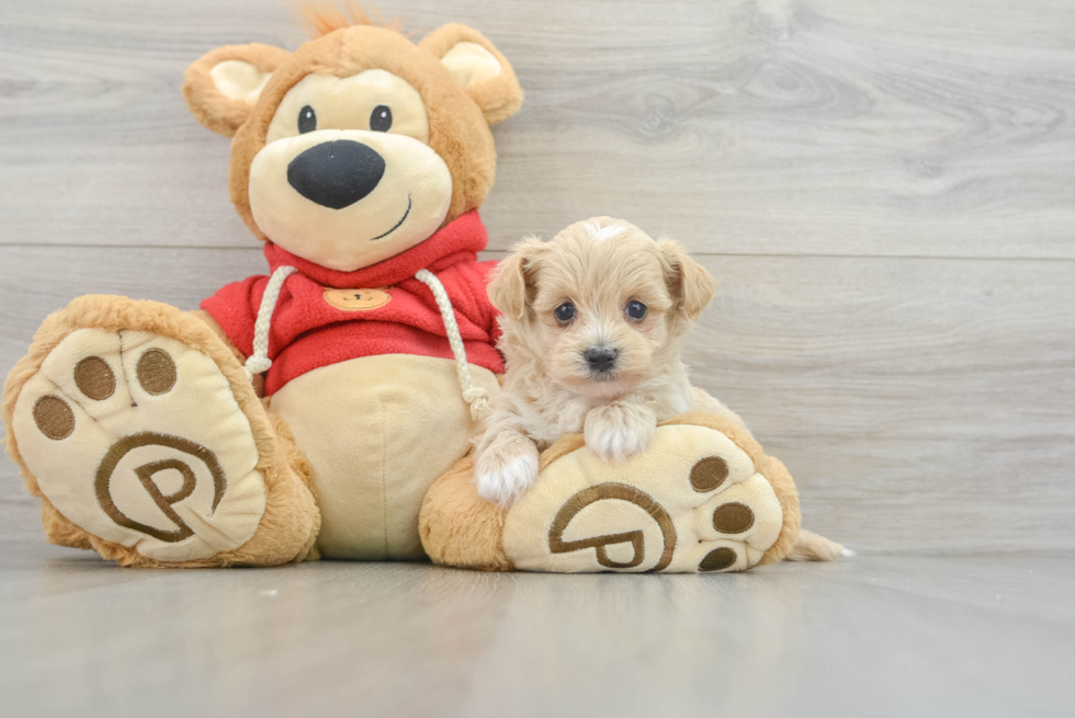 Maltipoo Puppy for Adoption