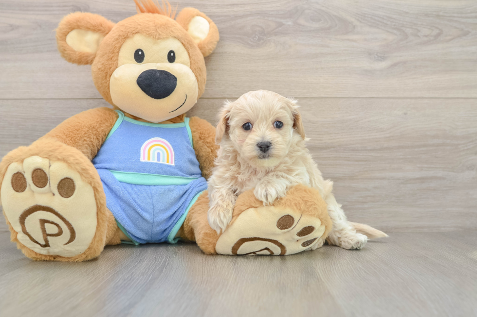 Energetic Maltepoo Poodle Mix Puppy