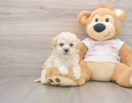 7 week old Maltipoo Puppy For Sale - Premier Pups