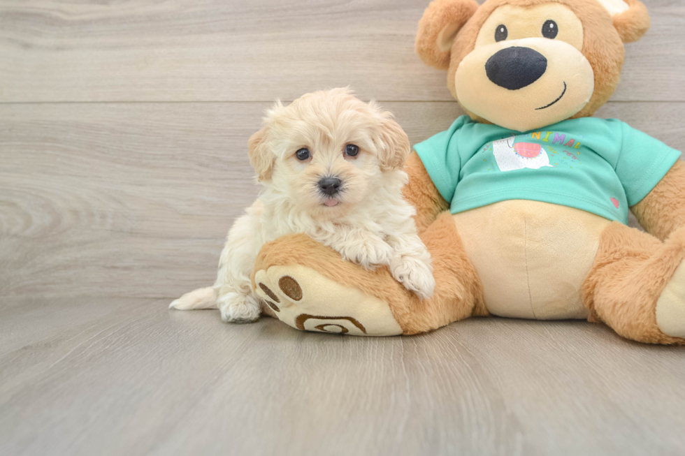 Maltipoo Pup Being Cute