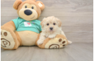 Best Maltipoo Baby