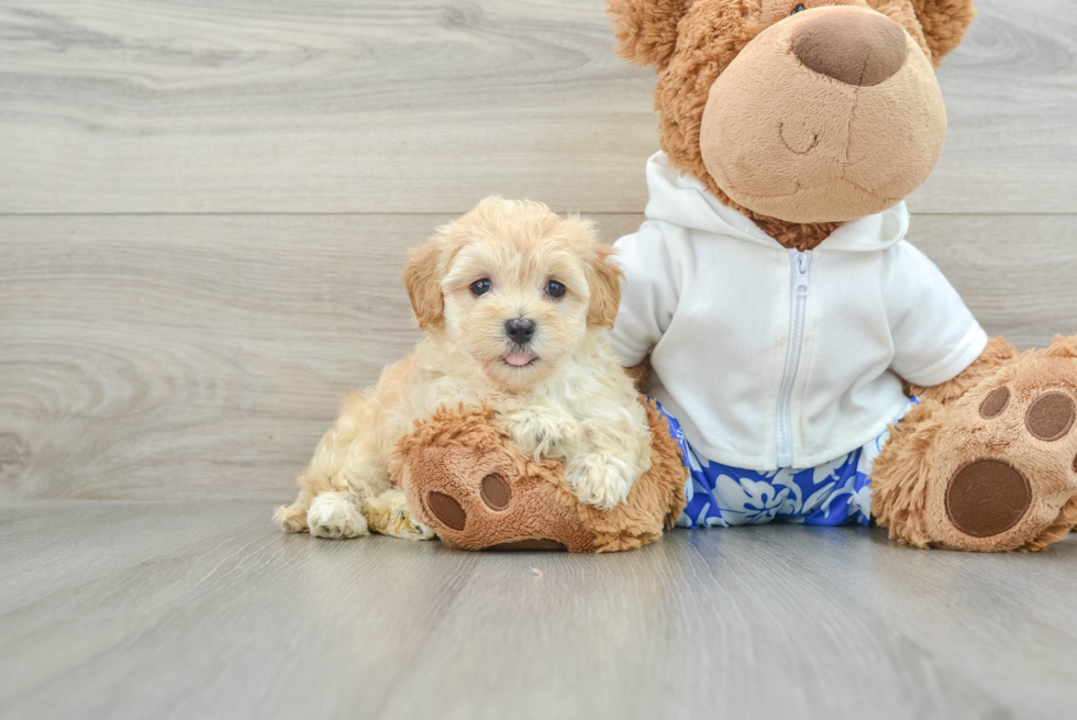 Best Maltipoo Baby