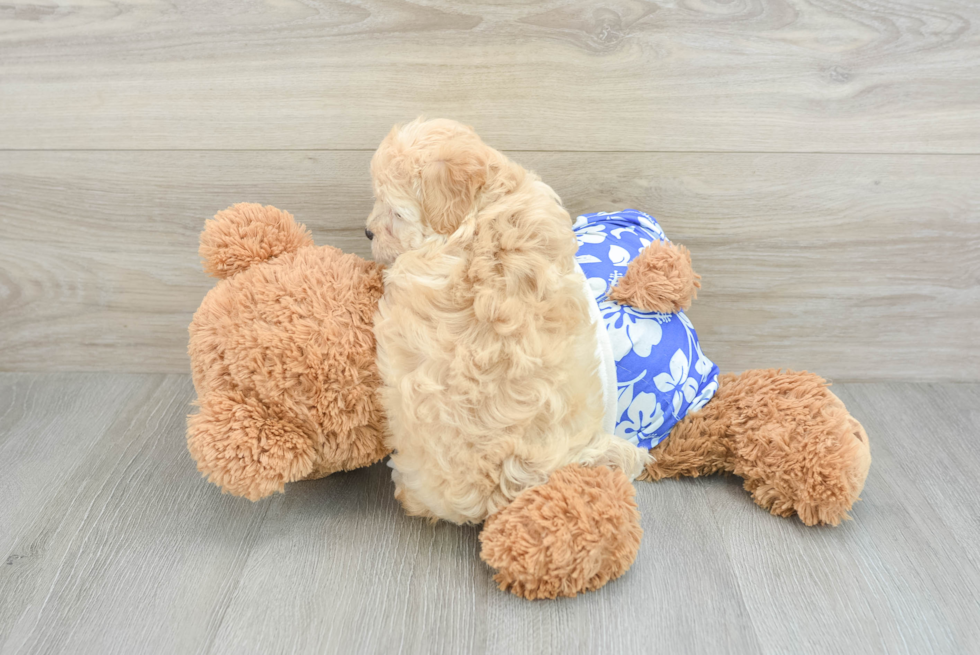 Fluffy Maltipoo Poodle Mix Pup