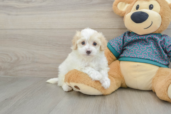 Funny Maltipoo Poodle Mix Pup