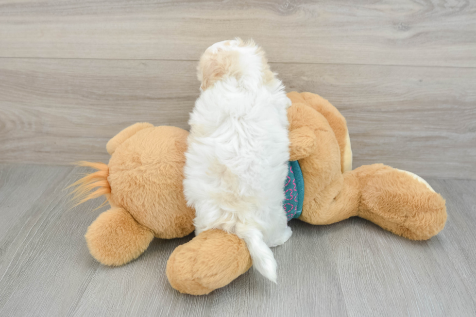 Petite Maltipoo Poodle Mix Pup