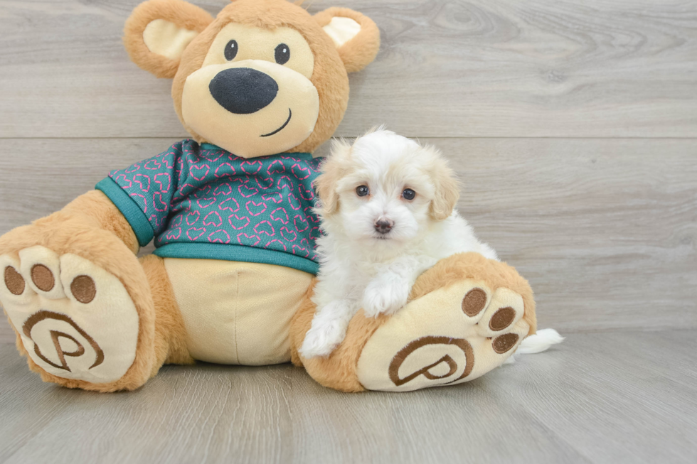 Maltipoo Puppy for Adoption
