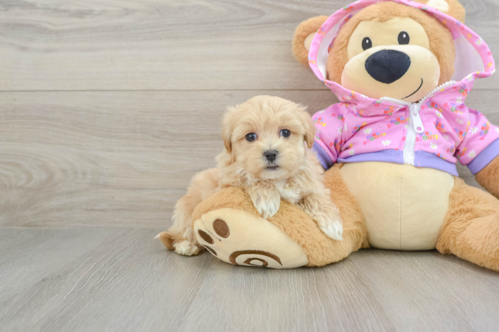 Best Maltipoo Baby