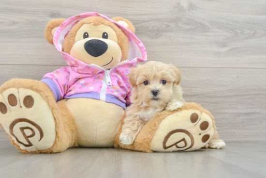 Happy Maltipoo Baby