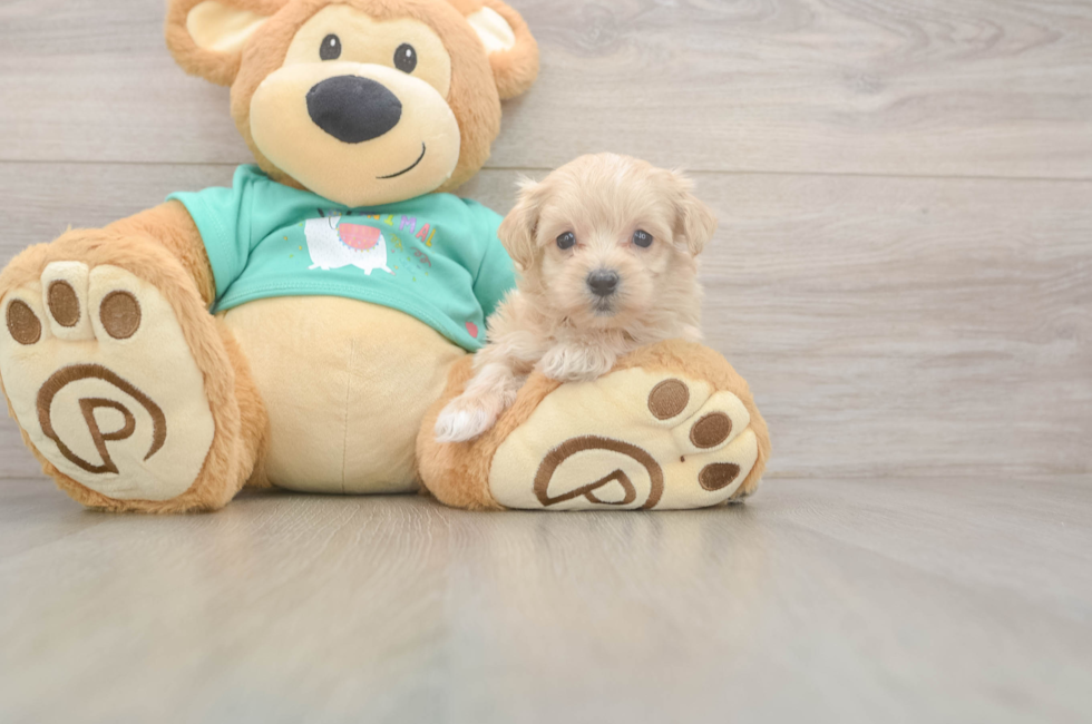 8 week old Maltipoo Puppy For Sale - Premier Pups