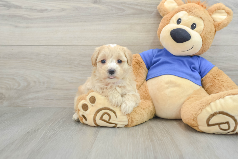 Little Moodle Poodle Mix Puppy