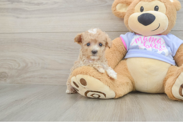 Little Malt Oodle Poodle Mix Puppy