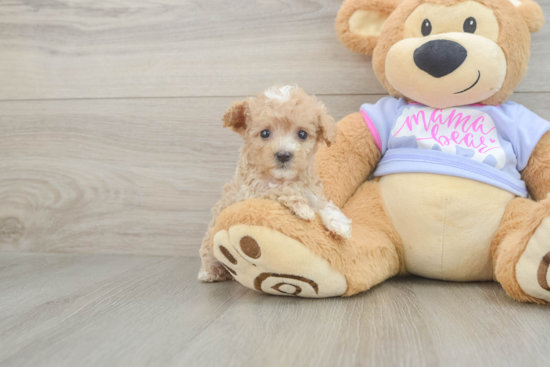 Little Malt Oodle Poodle Mix Puppy