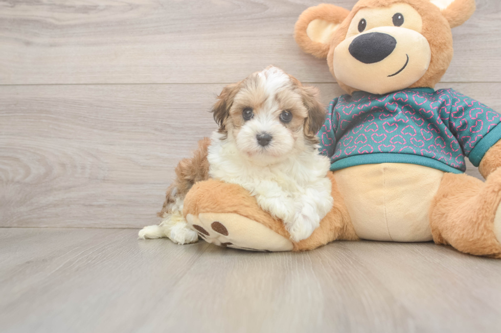 Smart Maltipoo Poodle Mix Pup