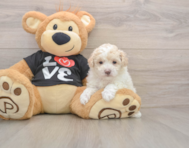 6 week old Maltipoo Puppy For Sale - Premier Pups